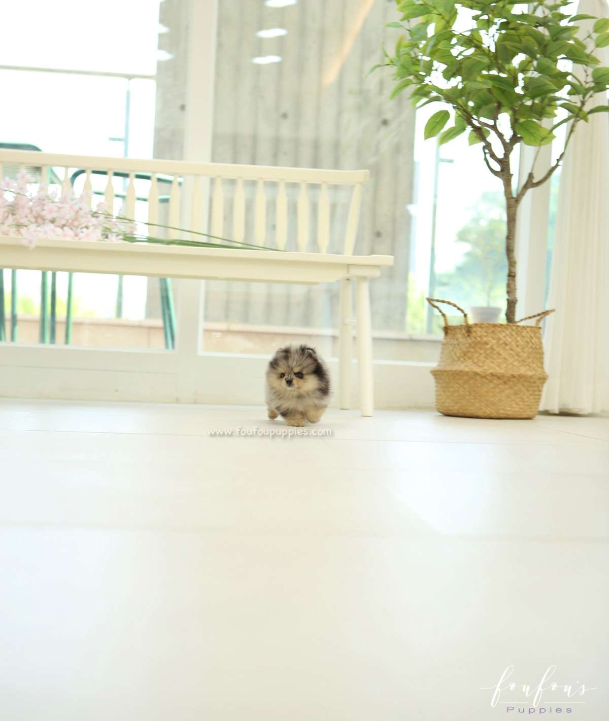 Pumba - Pomeranian M.