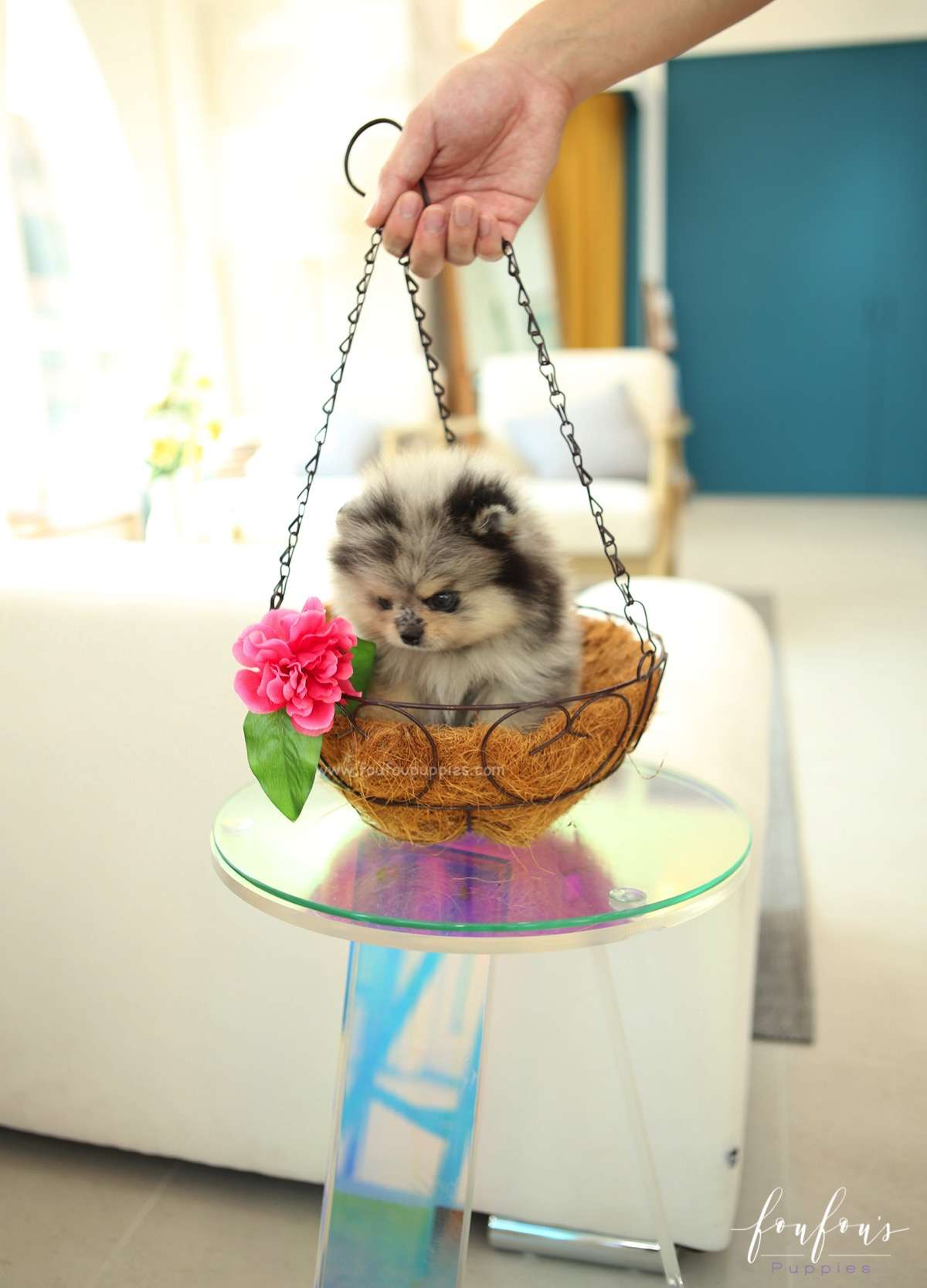 Pumba - Pomeranian M.