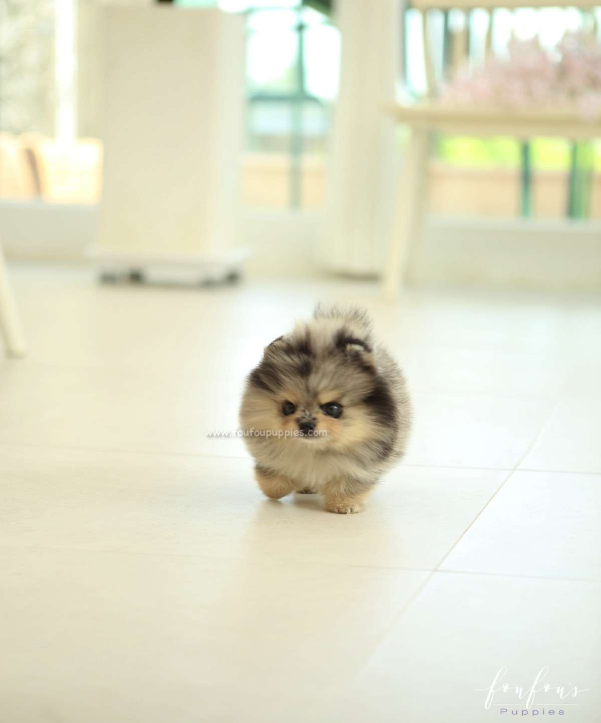 Pumba - Pomeranian M.