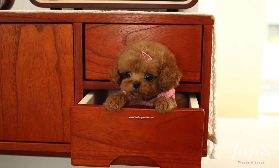 Tia - Poodle F.