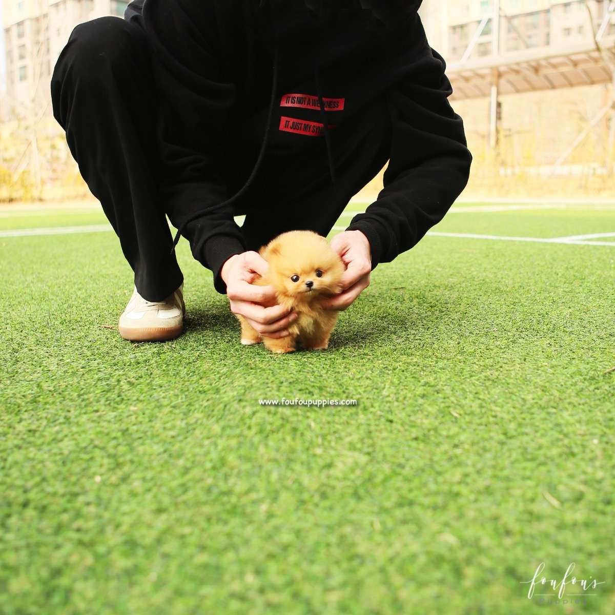 SweetiePie - Pomeranian F.