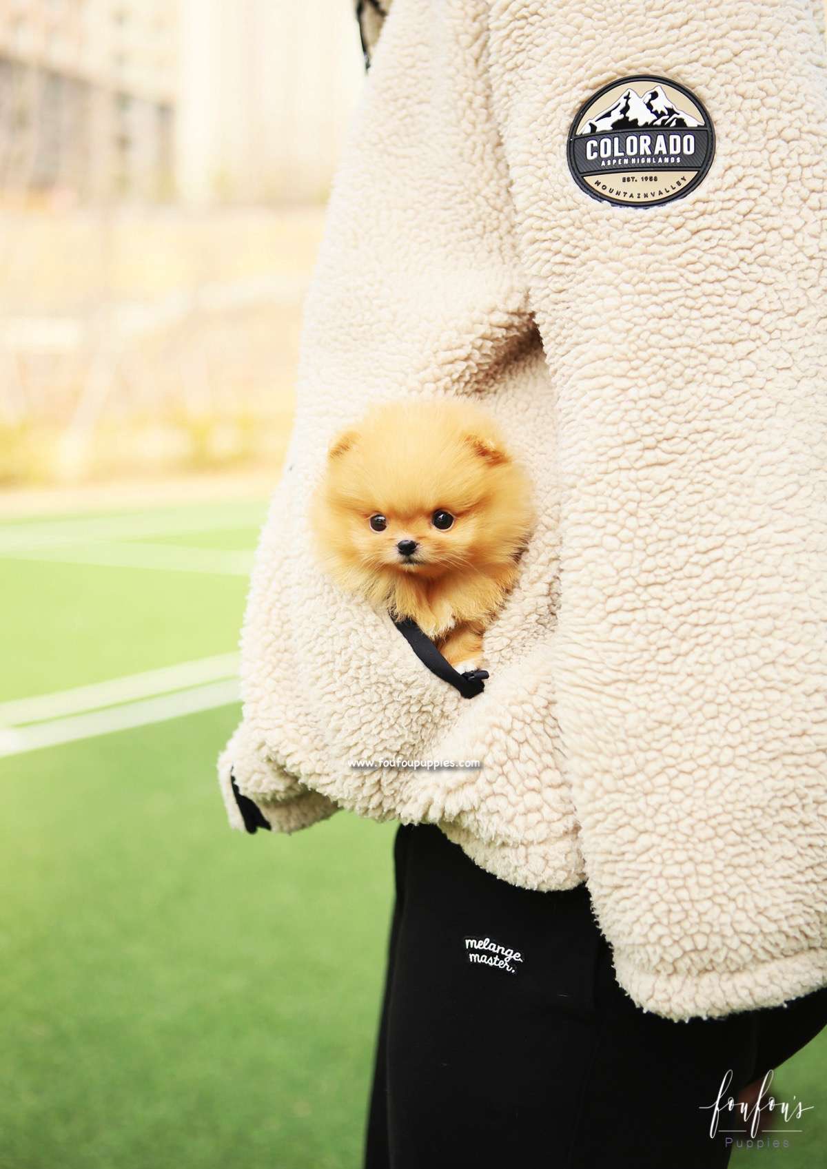 SweetiePie - Pomeranian F.