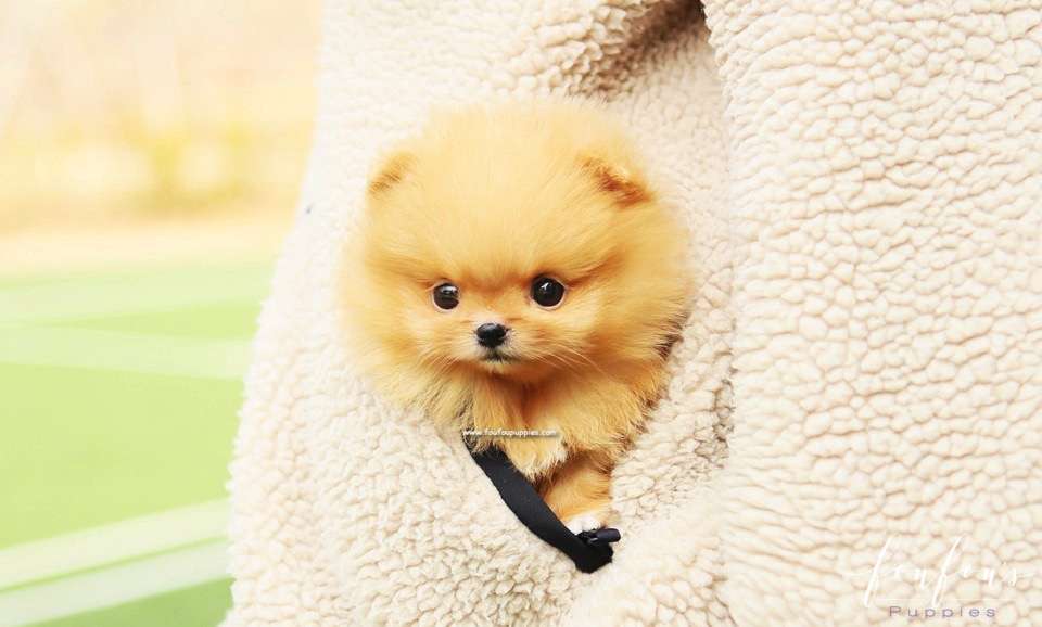 SweetiePie - Pomeranian F.