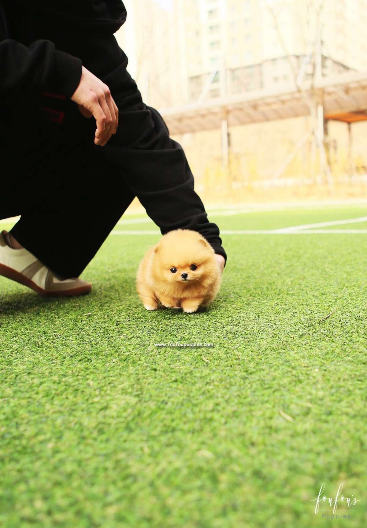 SweetiePie - Pomeranian F.