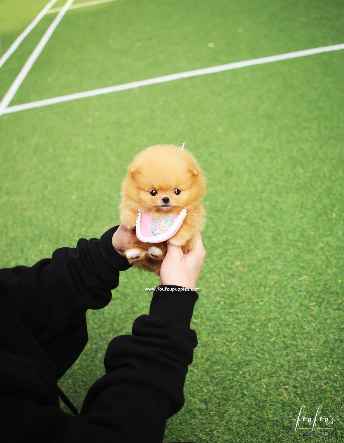 SweetiePie - Pomeranian F.