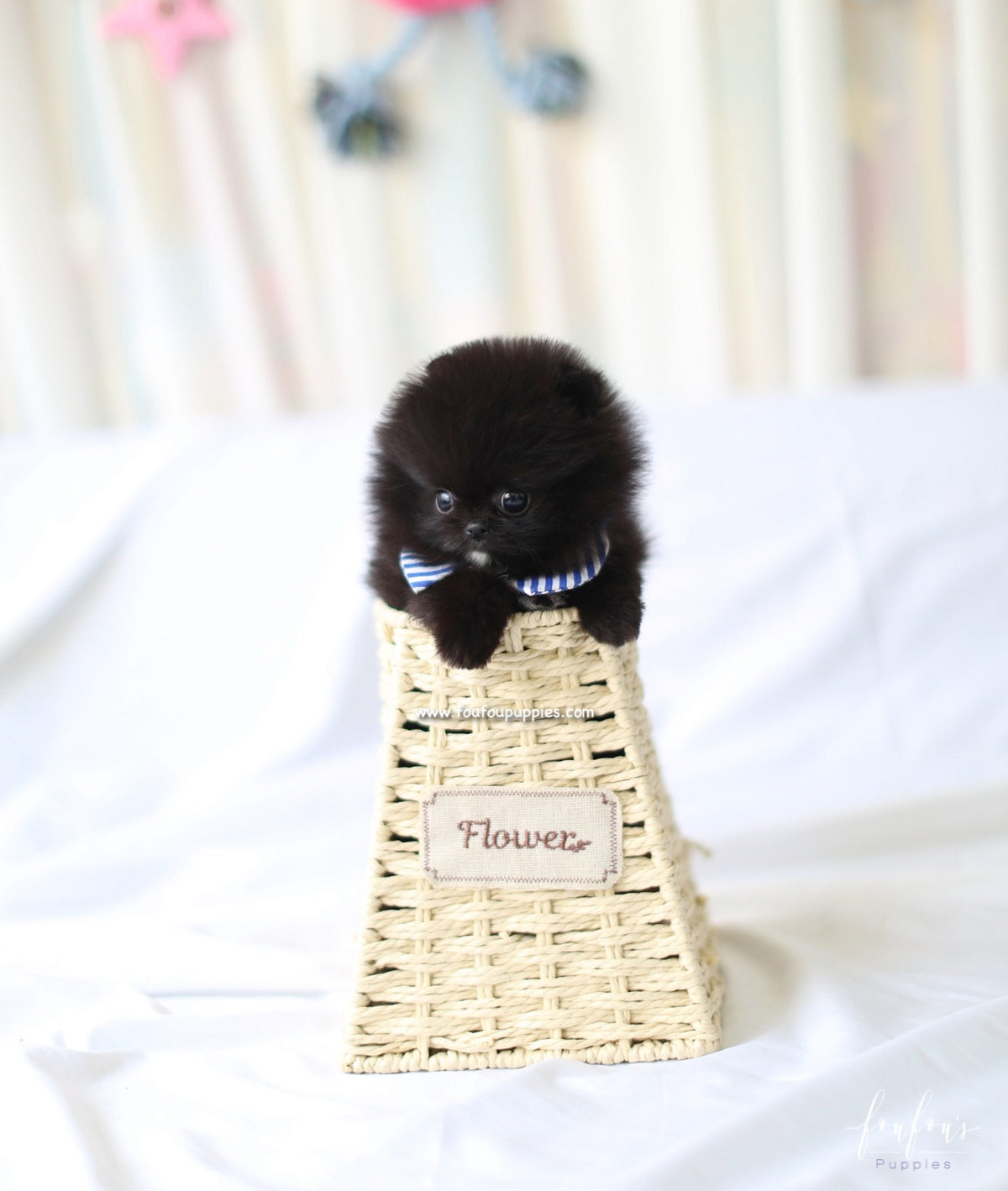 Orion - Pomeranian M.