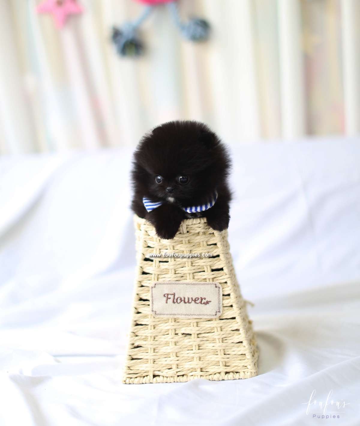 Orion - Pomeranian M.