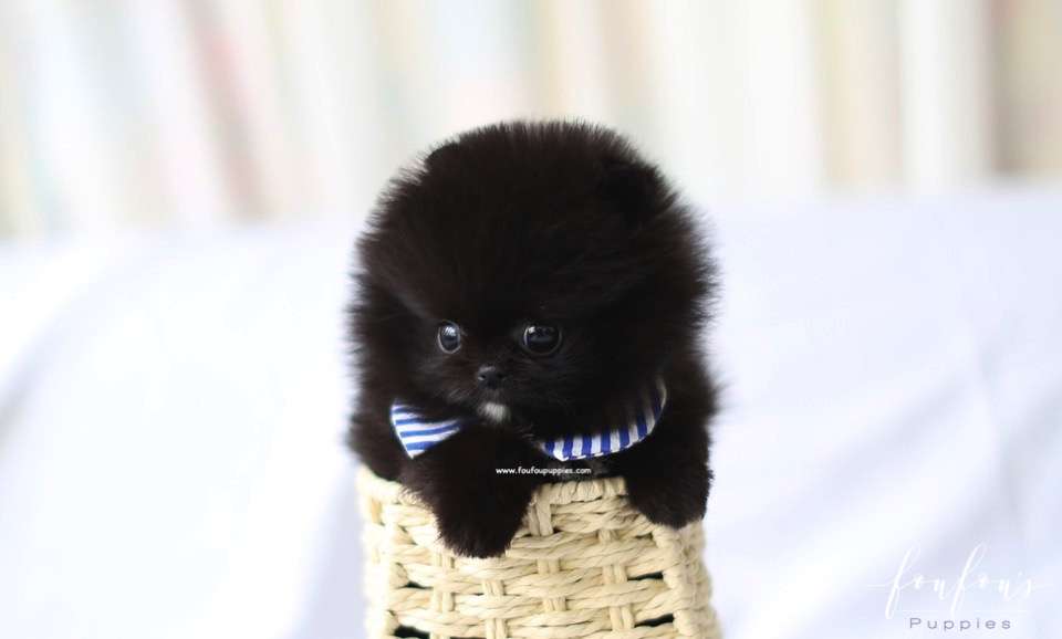 Orion - Pomeranian M.