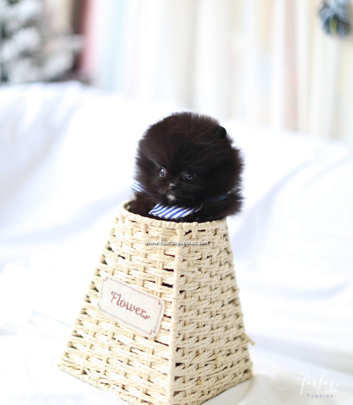 Orion - Pomeranian M.