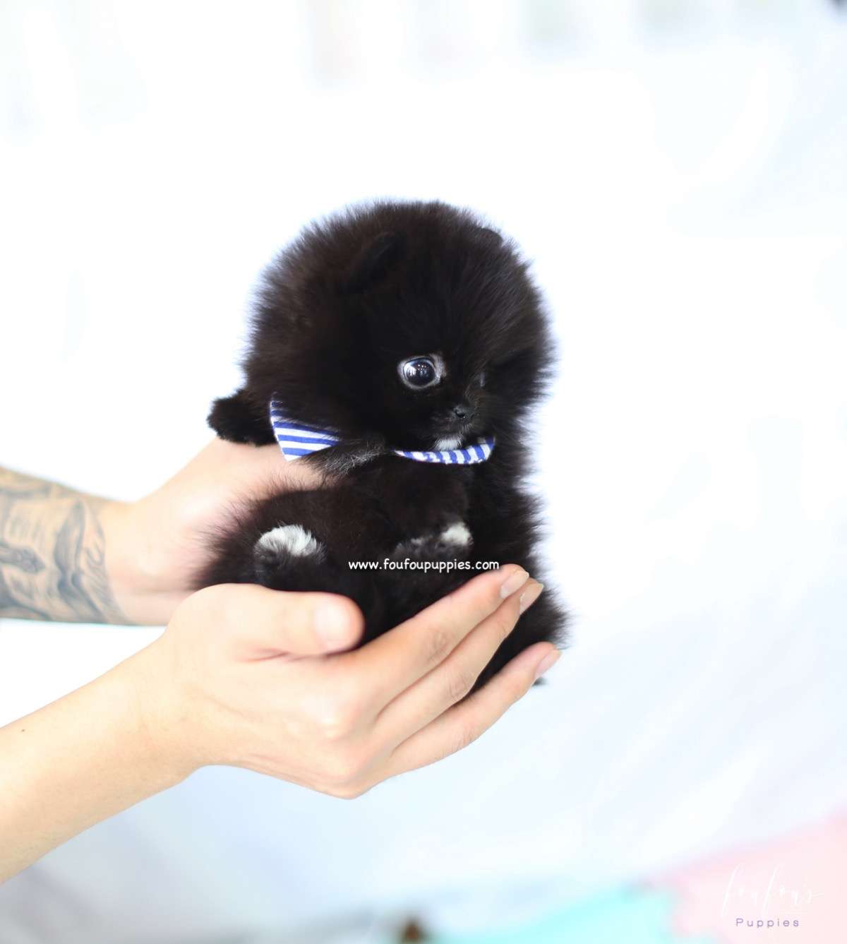 Orion - Pomeranian M.