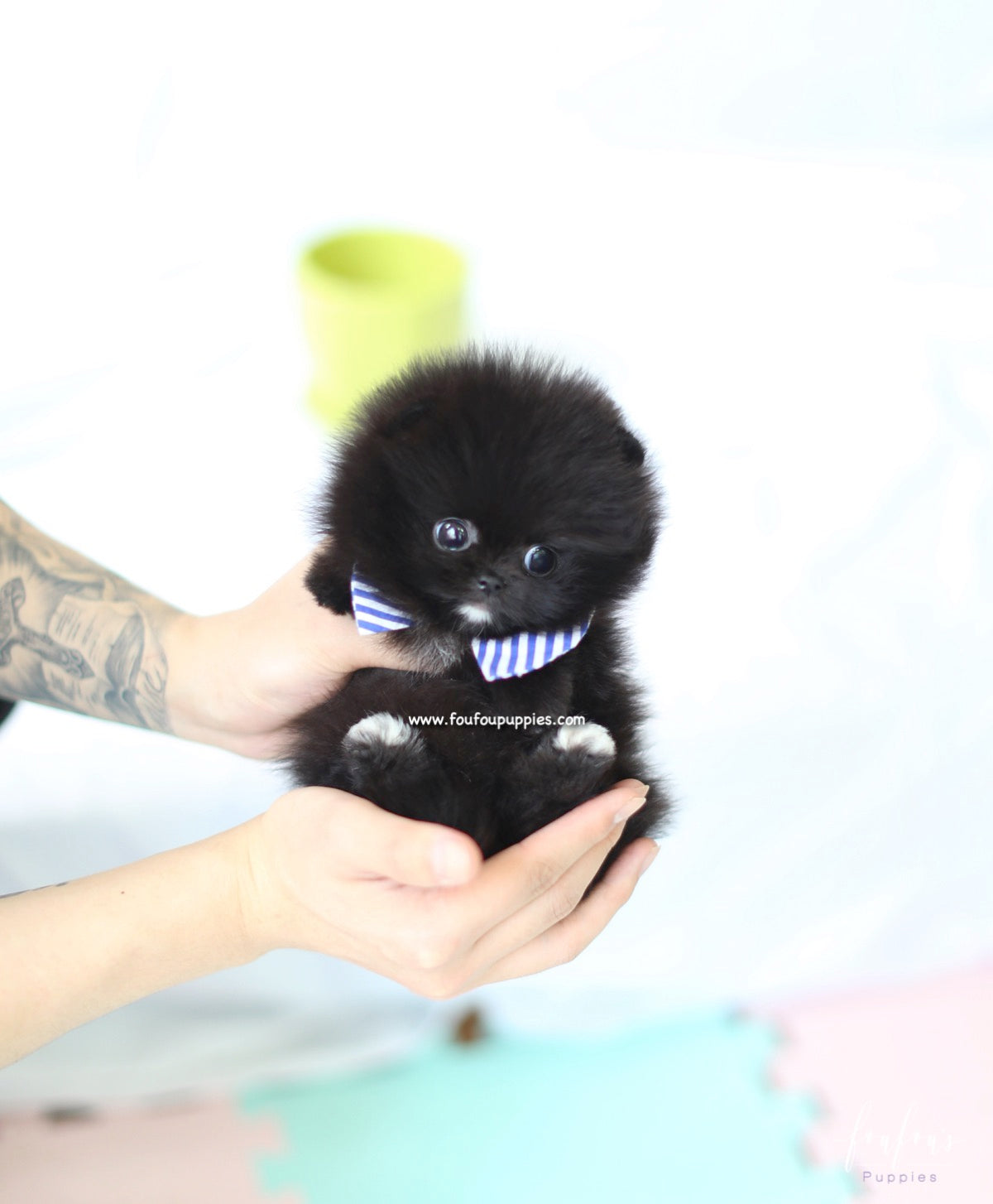 Orion - Pomeranian M.