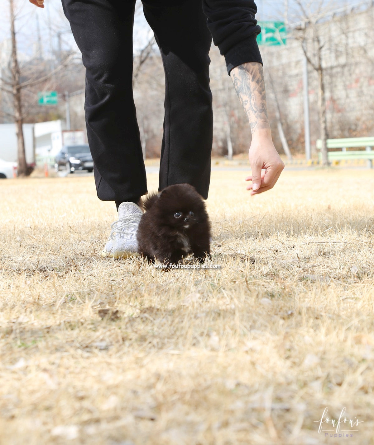 Orion - Pomeranian M.