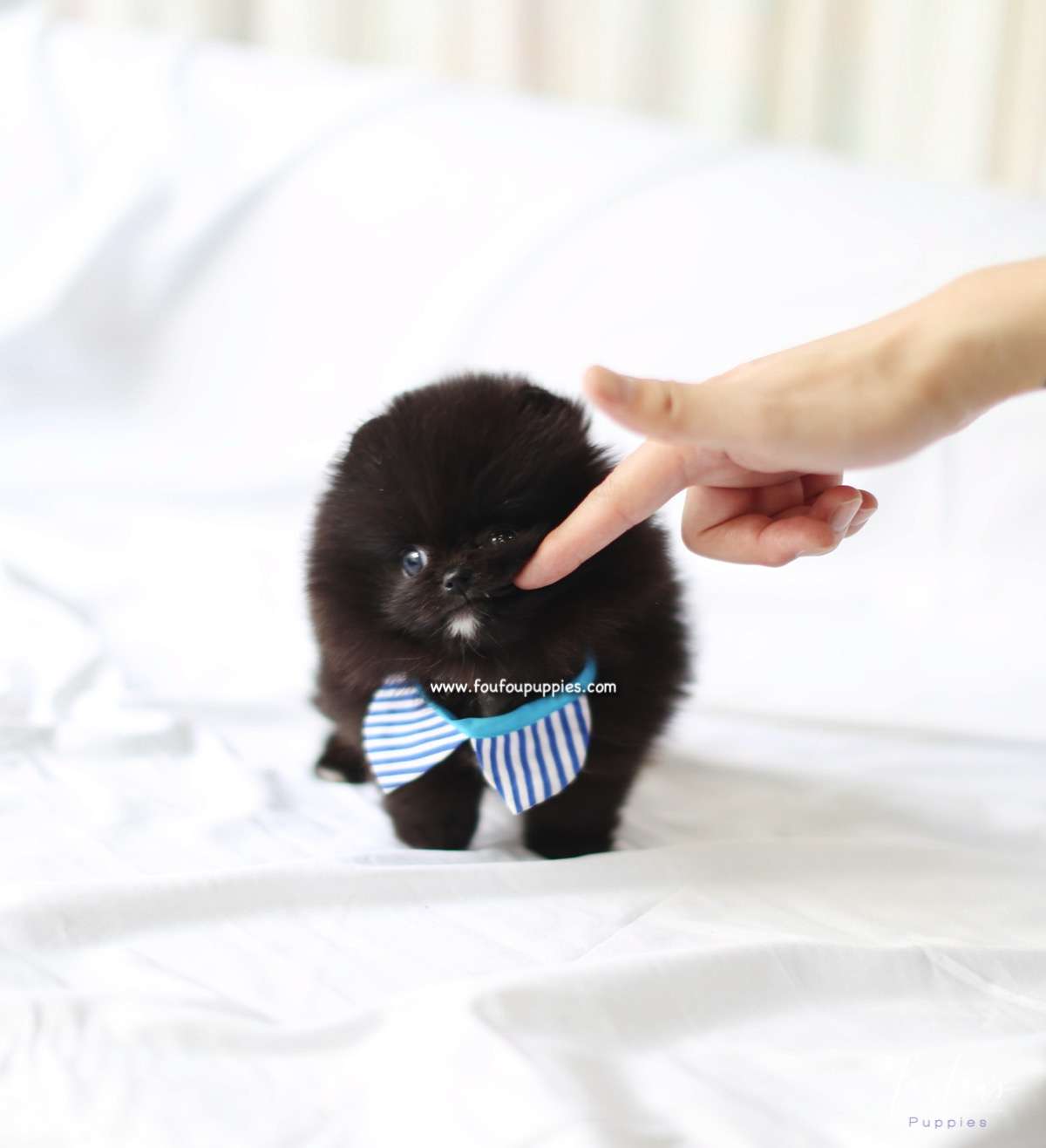 Orion - Pomeranian M.