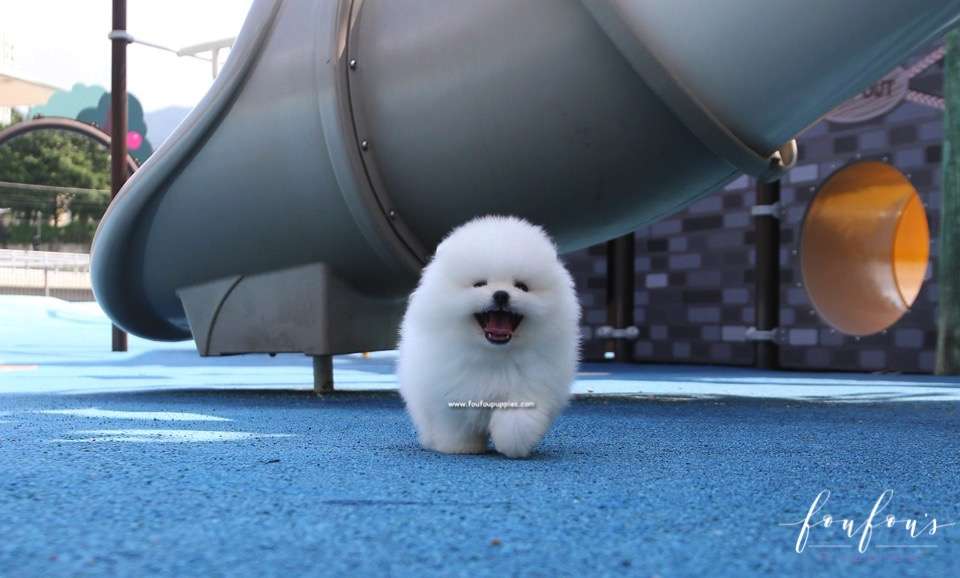Boo - Pomeranian M.