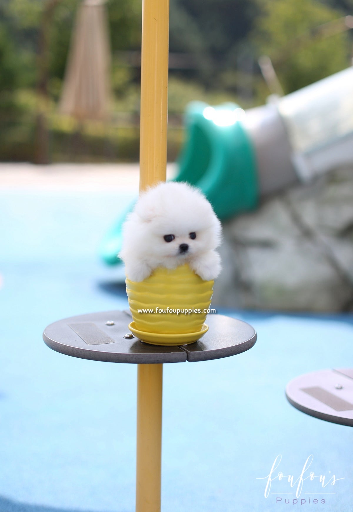 Boo - Pomeranian M.