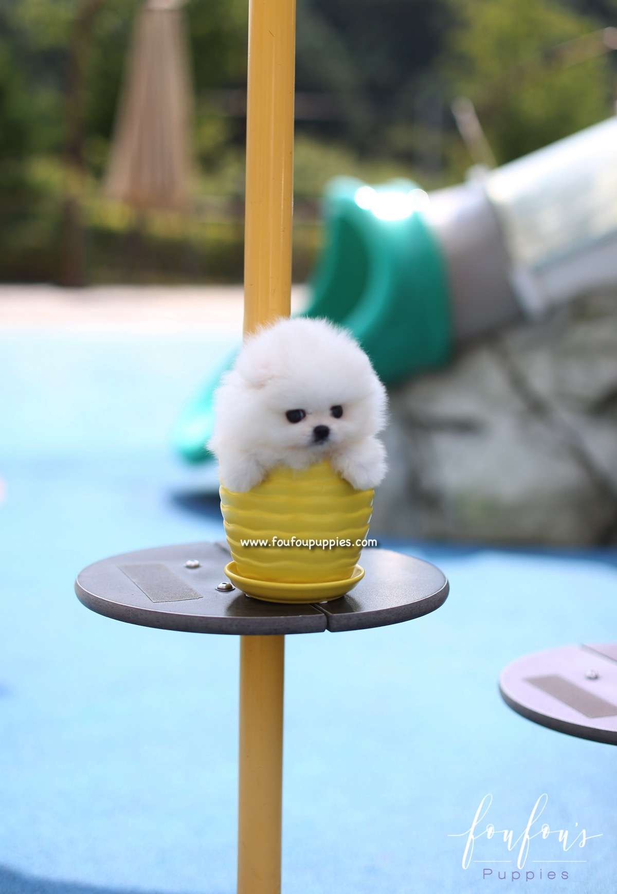 Boo - Pomeranian M.