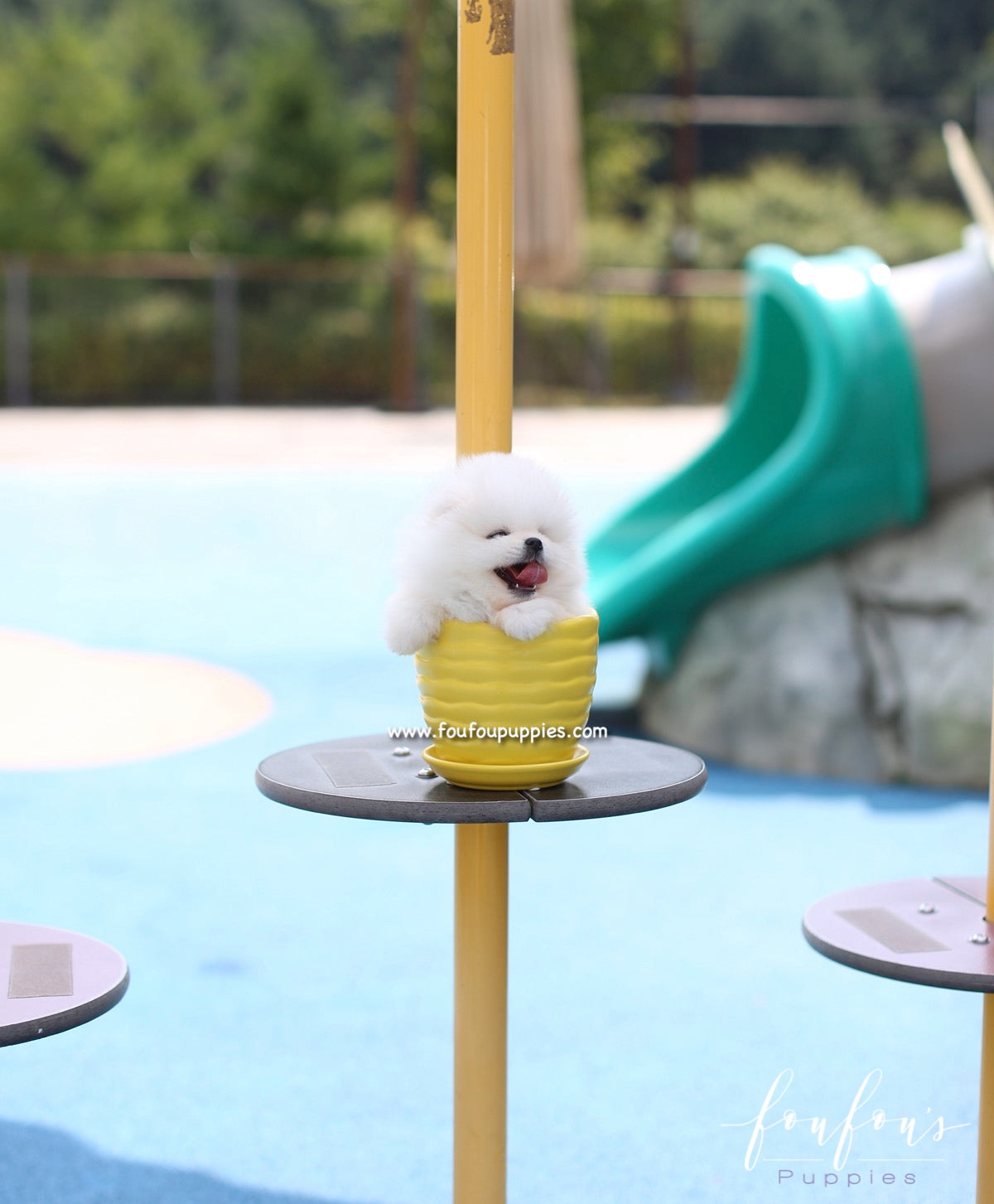 Boo - Pomeranian M.