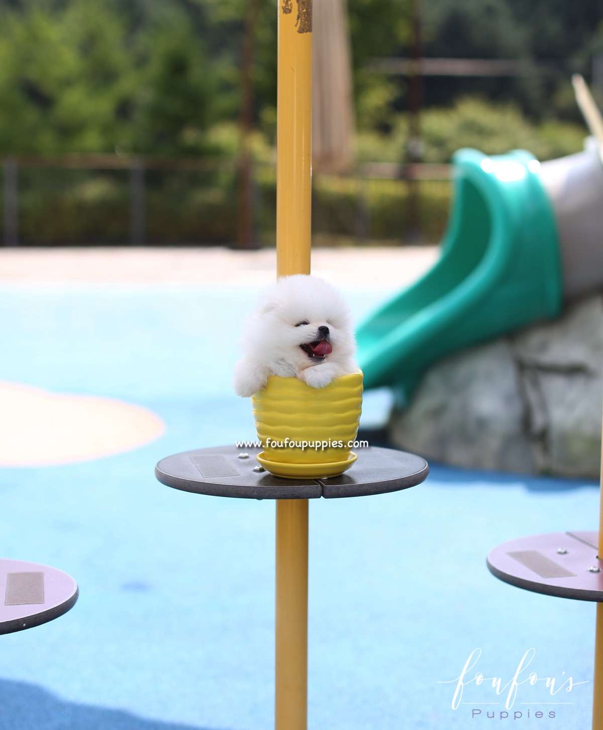 Boo - Pomeranian M.
