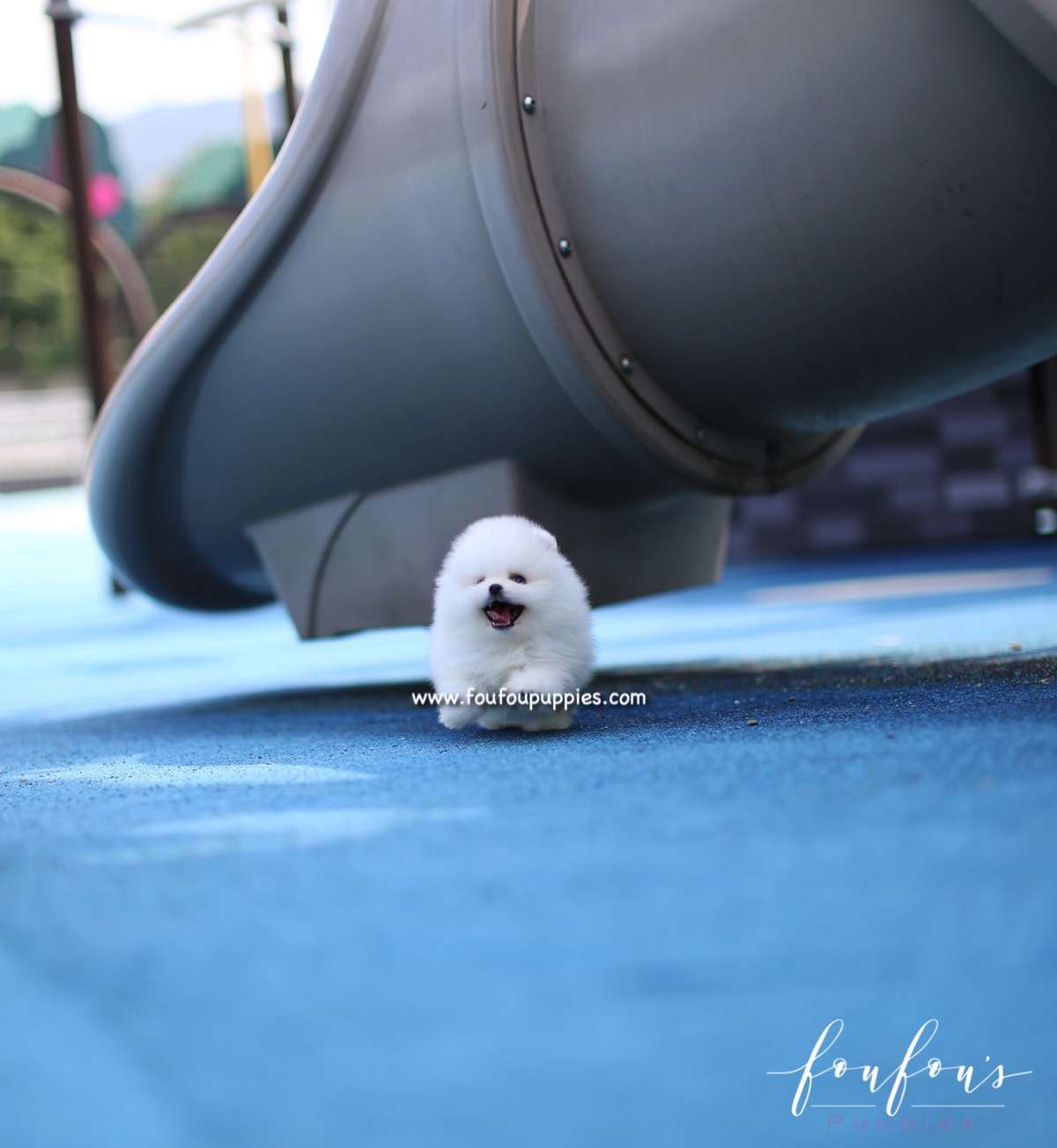Boo - Pomeranian M.