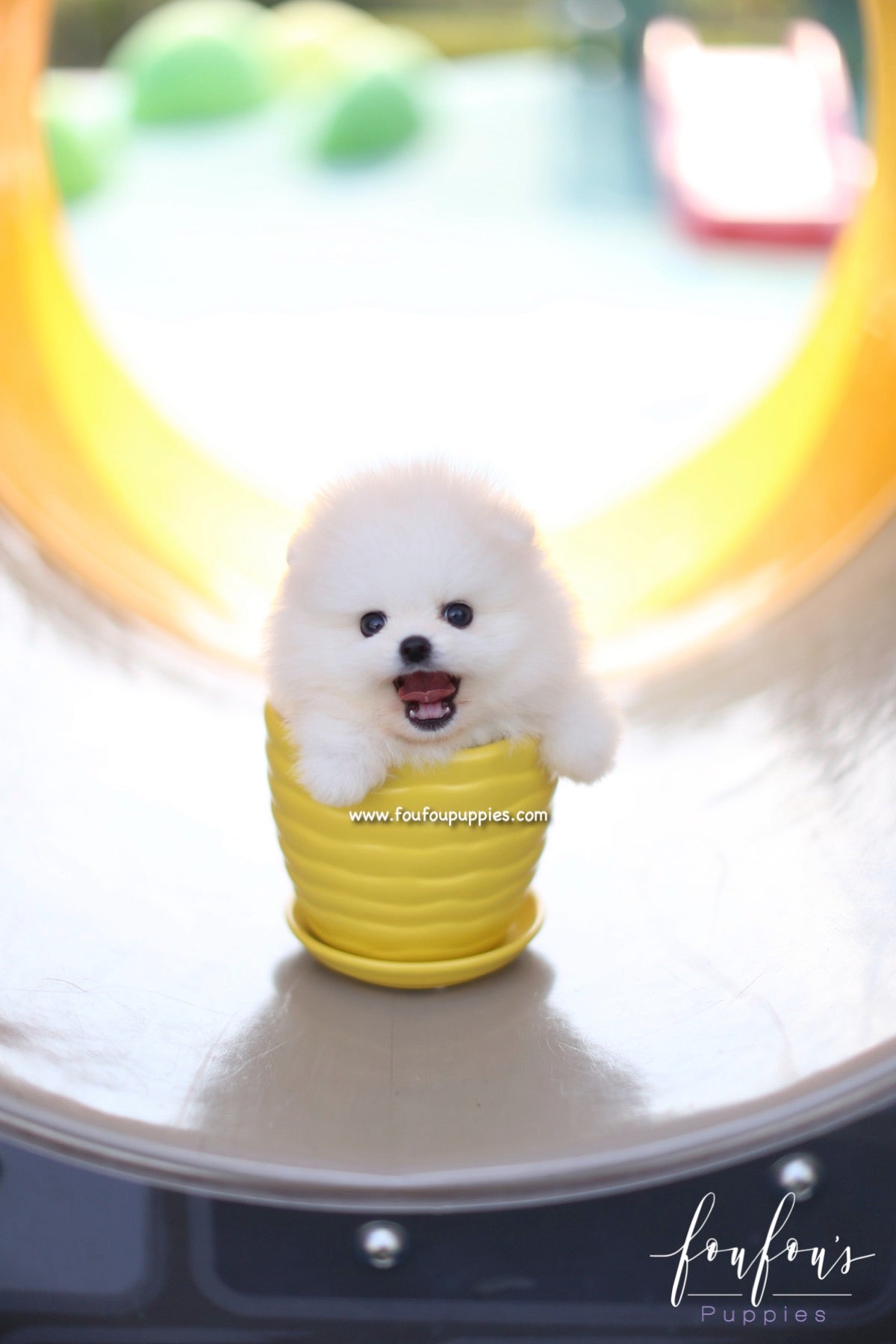 Boo - Pomeranian M.