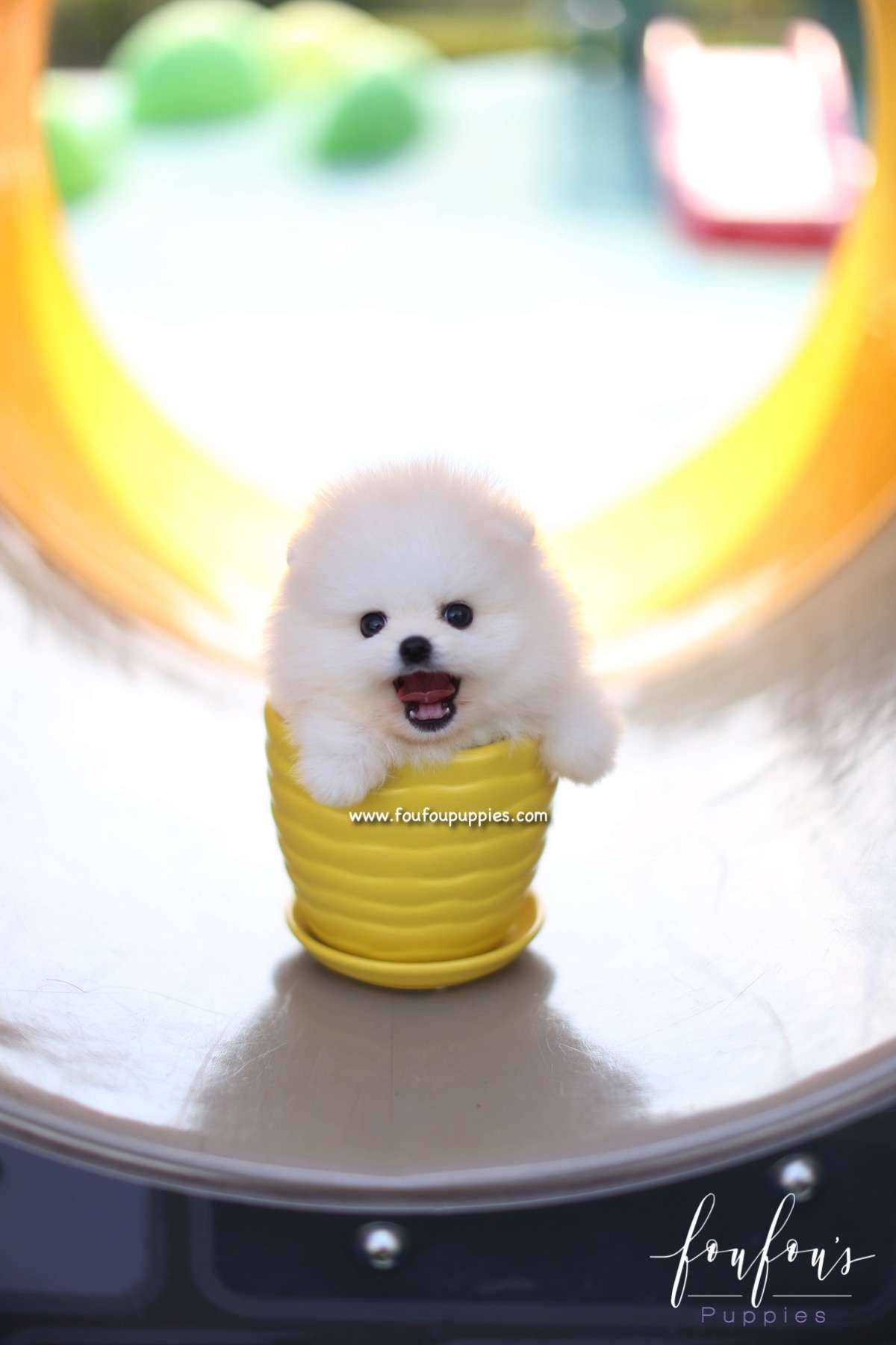 Boo - Pomeranian M.