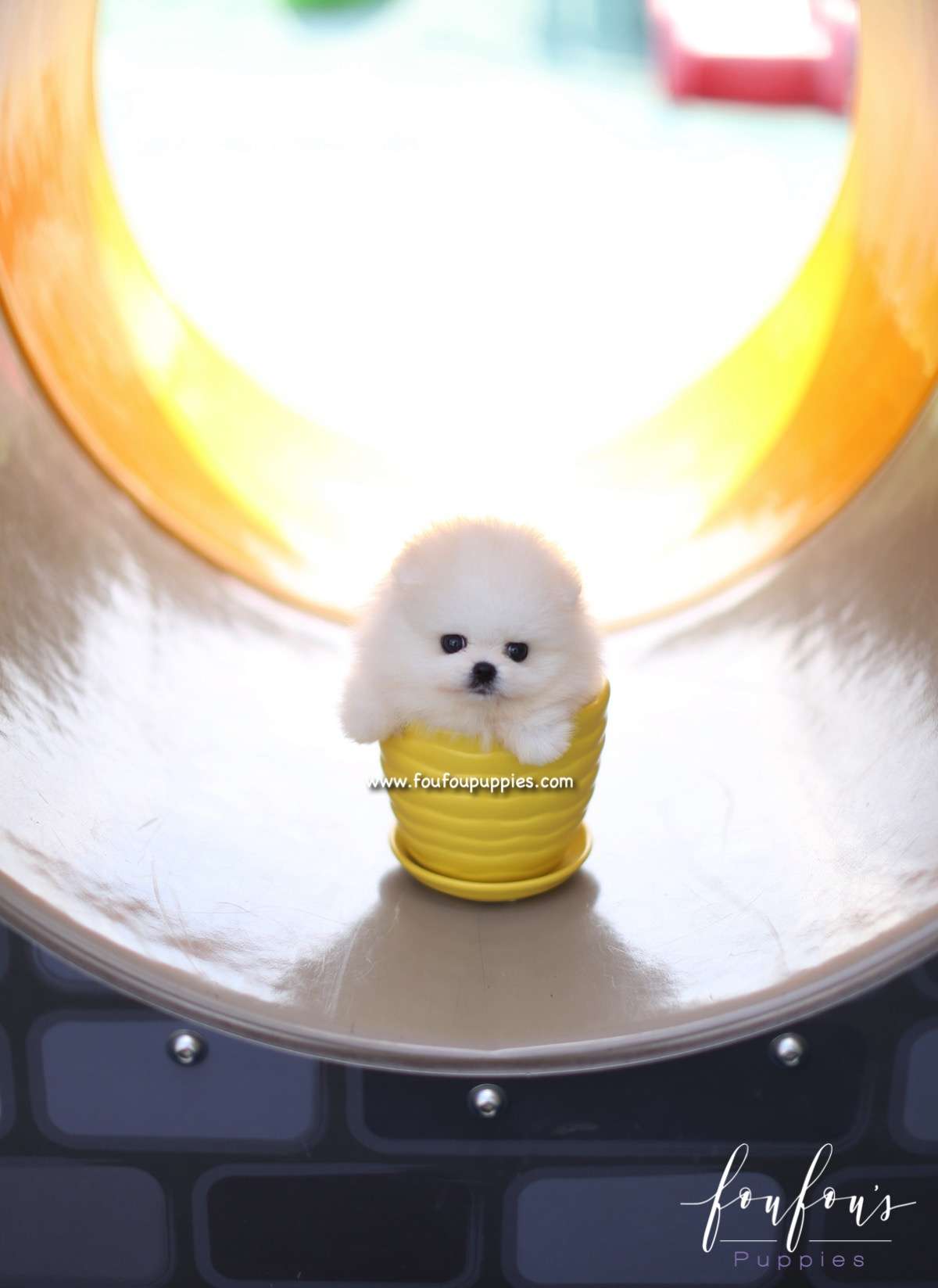 Boo - Pomeranian M.