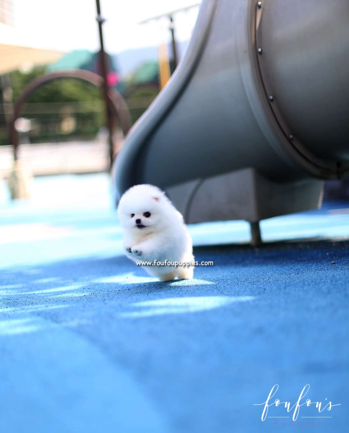 Boo - Pomeranian M.