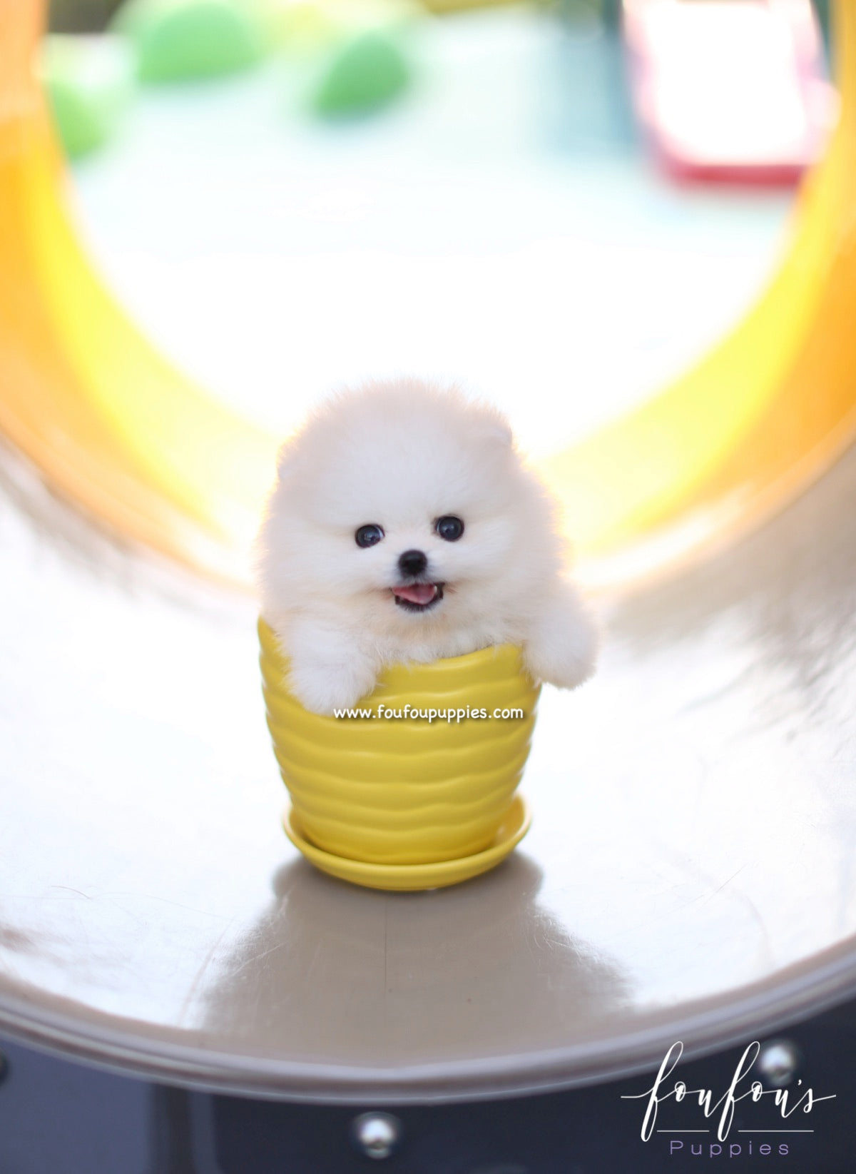 Boo - Pomeranian M.