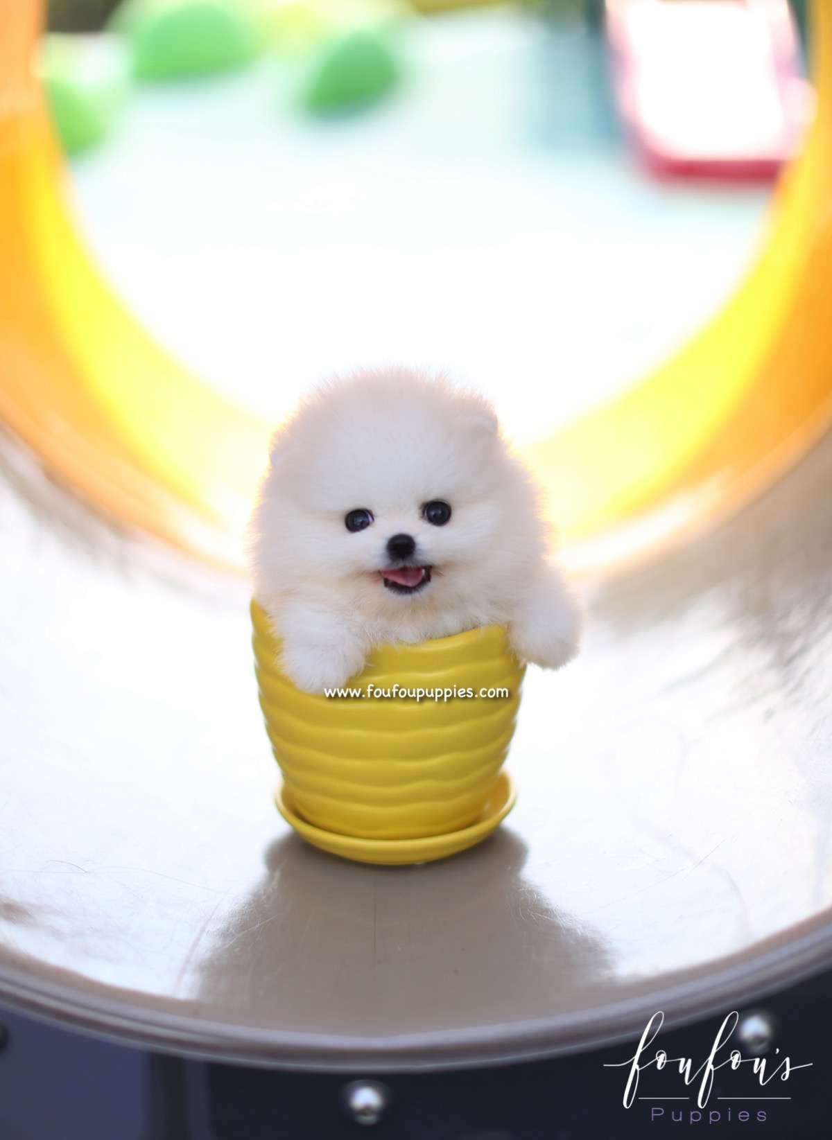 Boo - Pomeranian M.