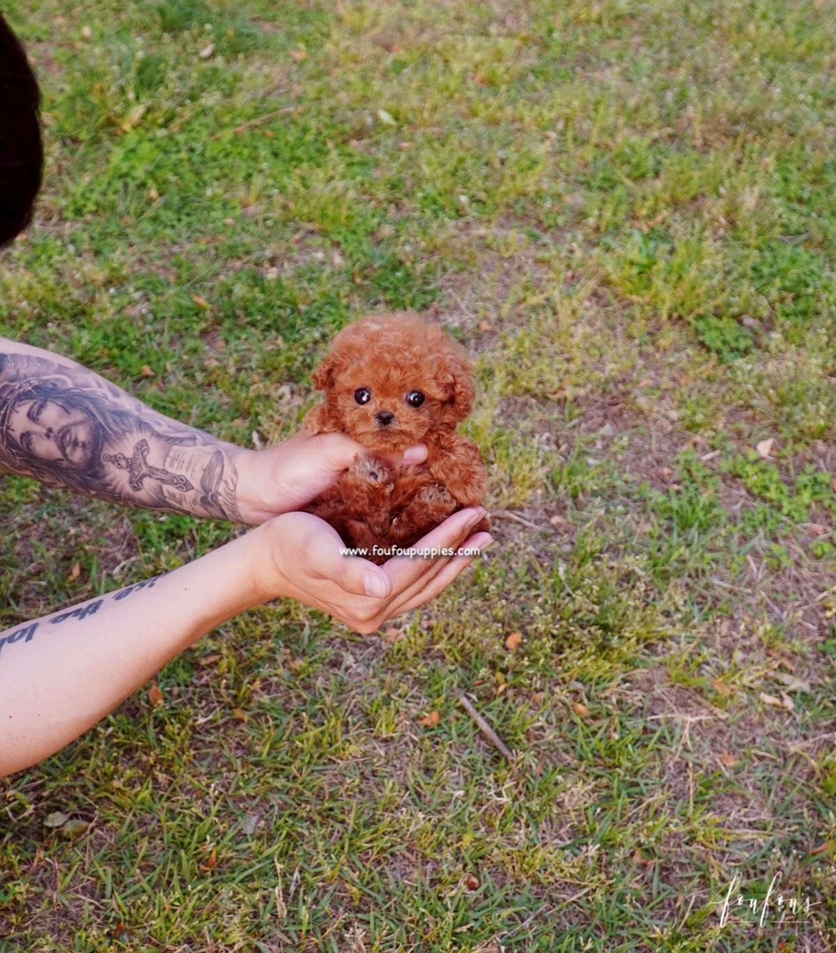 Pasha - Poodle M.