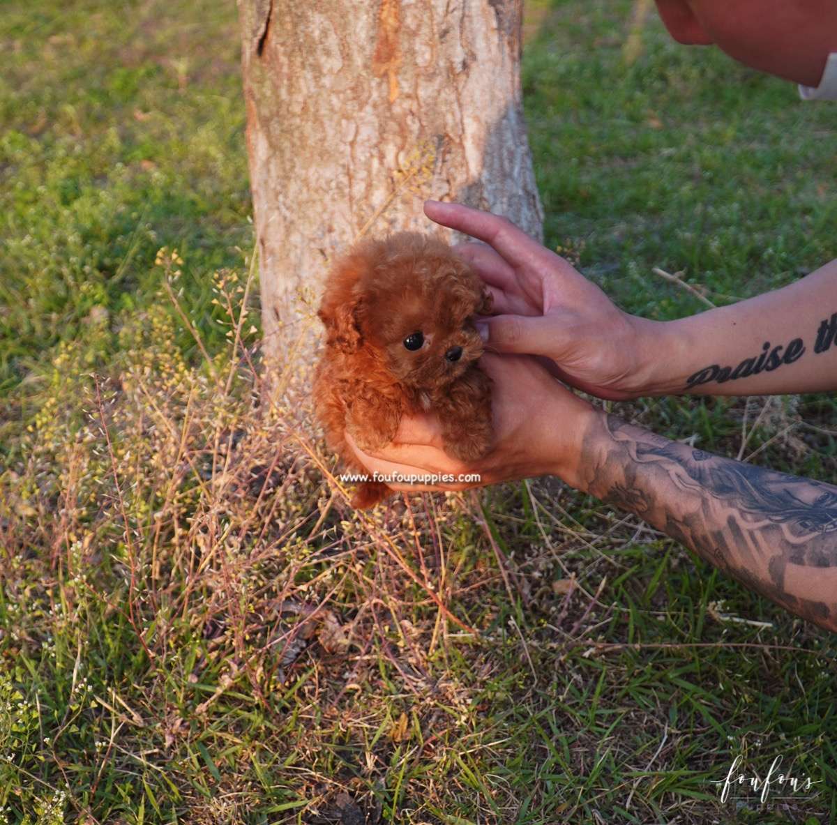 Pasha - Poodle M.