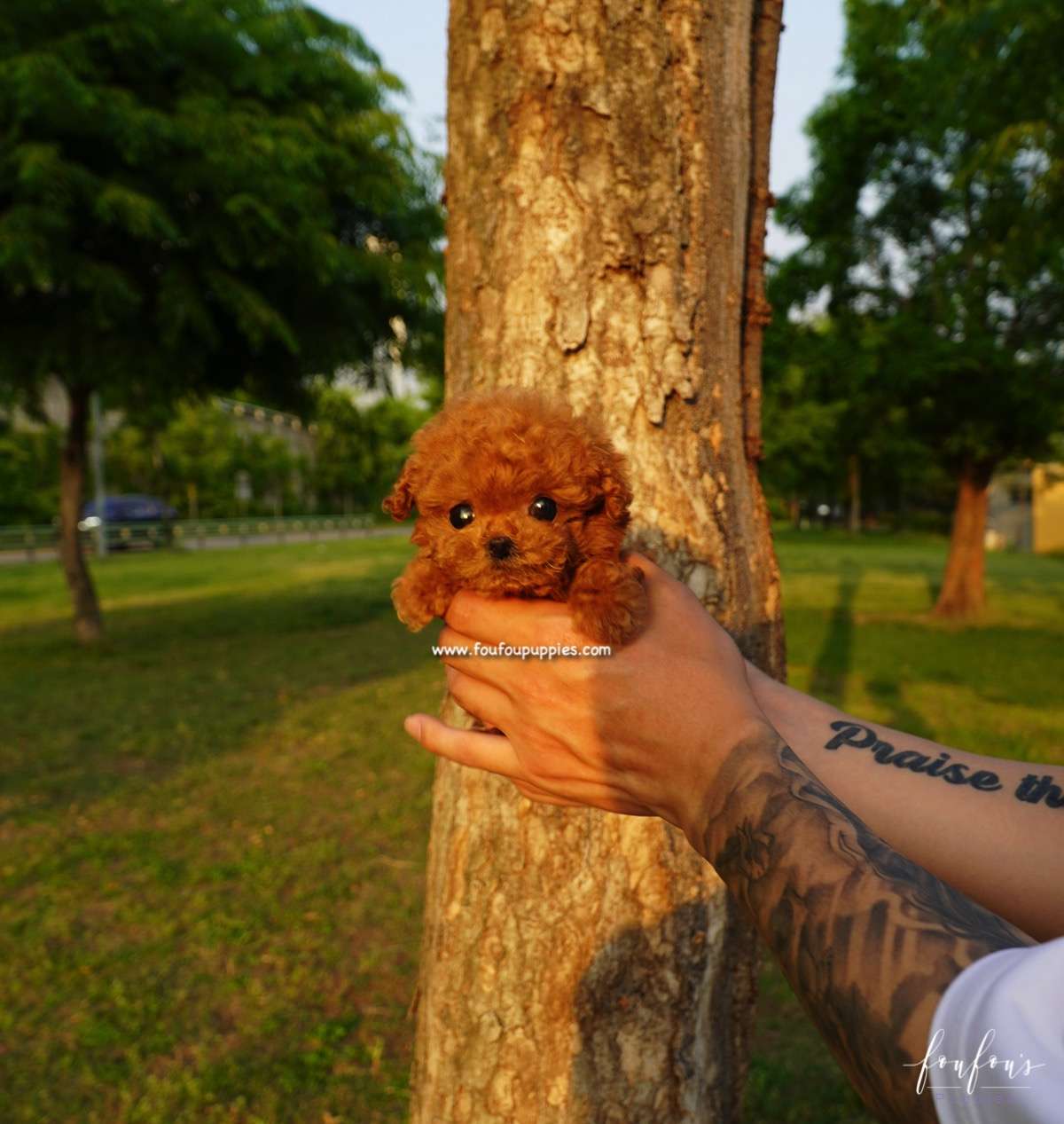 Pasha - Poodle M.