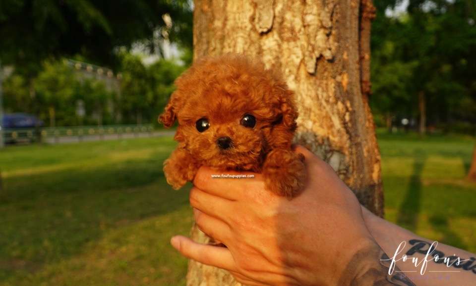 Pasha - Poodle M.