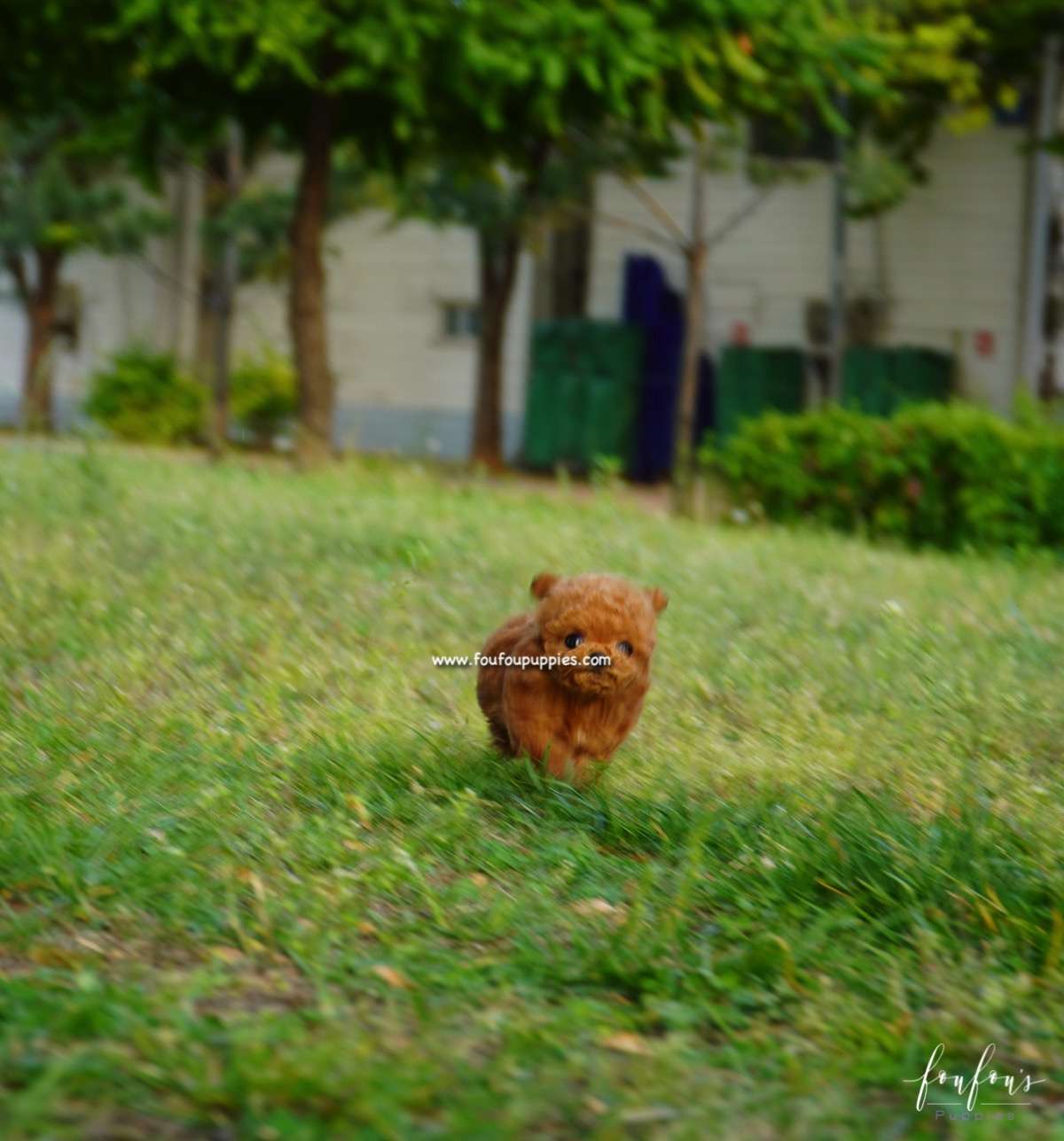 Pasha - Poodle M.