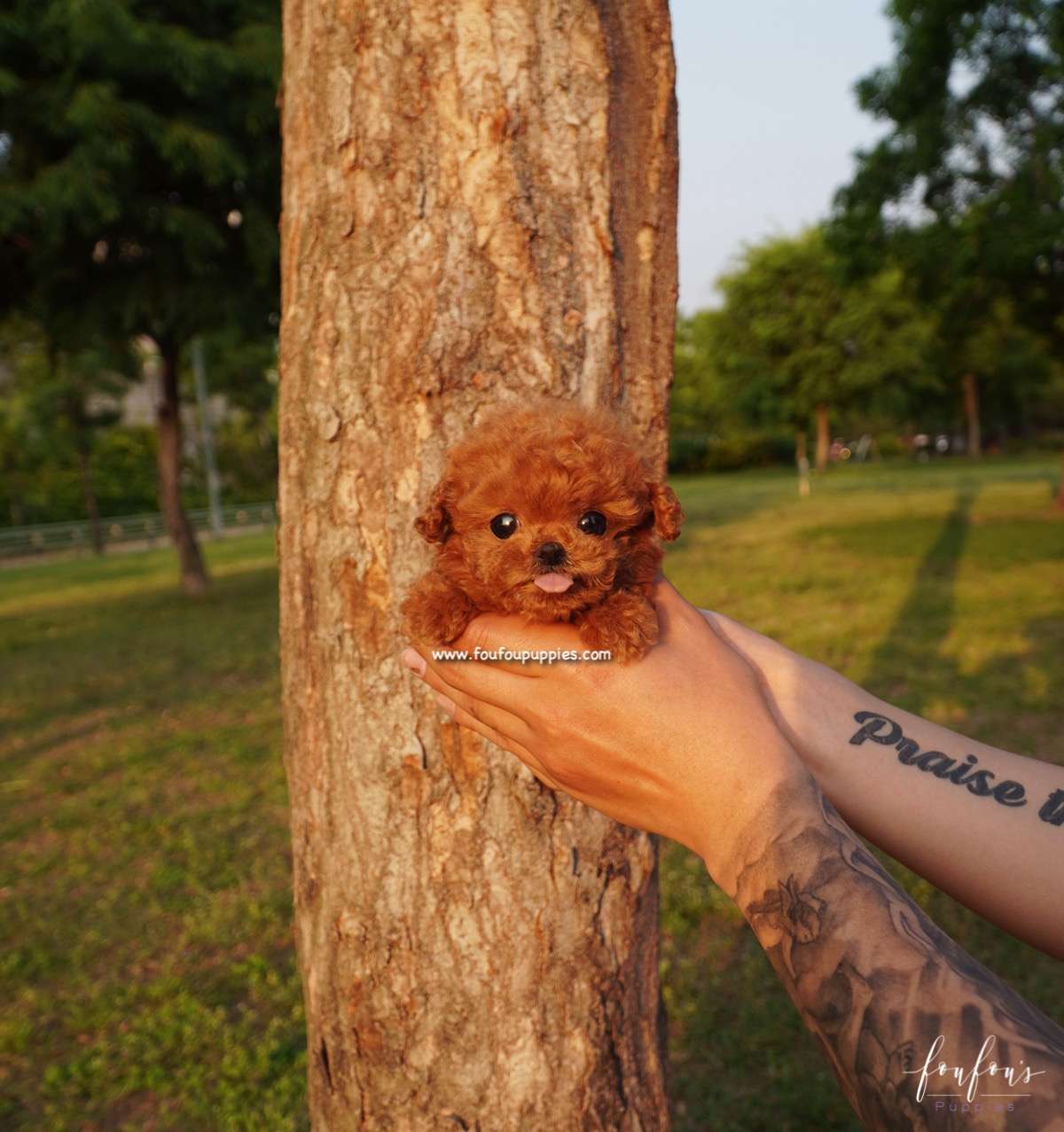 Pasha - Poodle M.