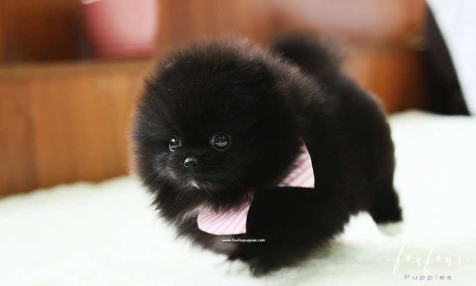 Gia - Pomeranian F.
