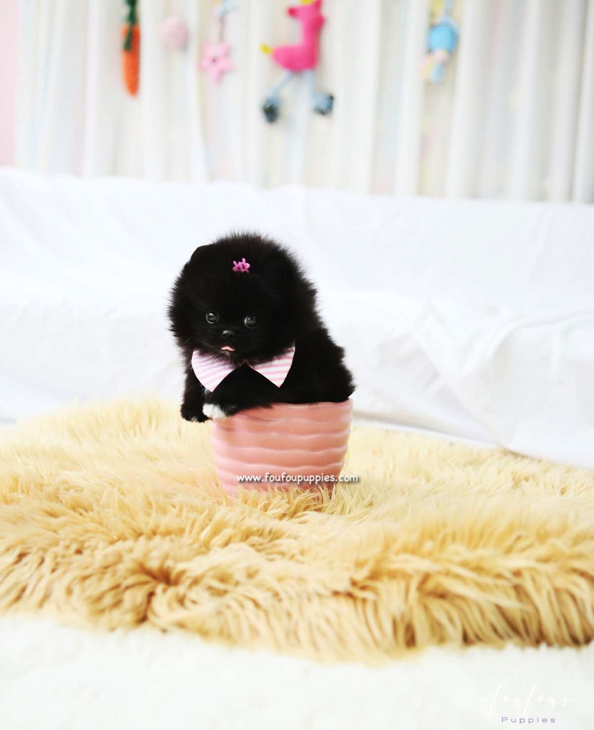Gia - Pomeranian F.