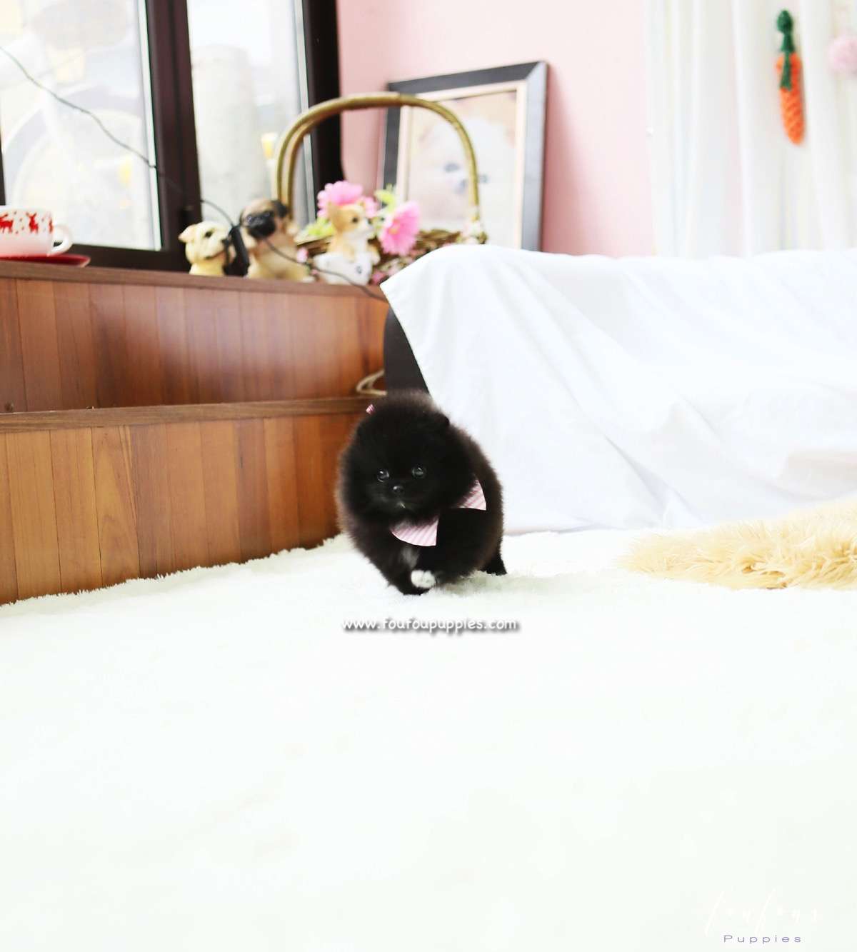 Gia - Pomeranian F.
