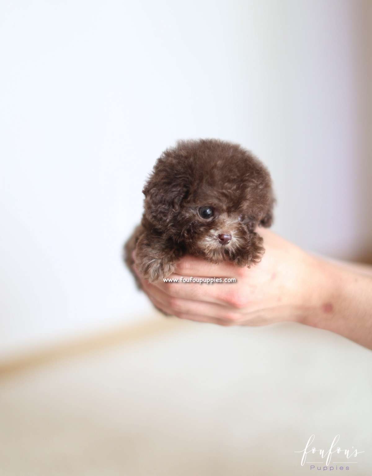 Godiva - Poodle F.
