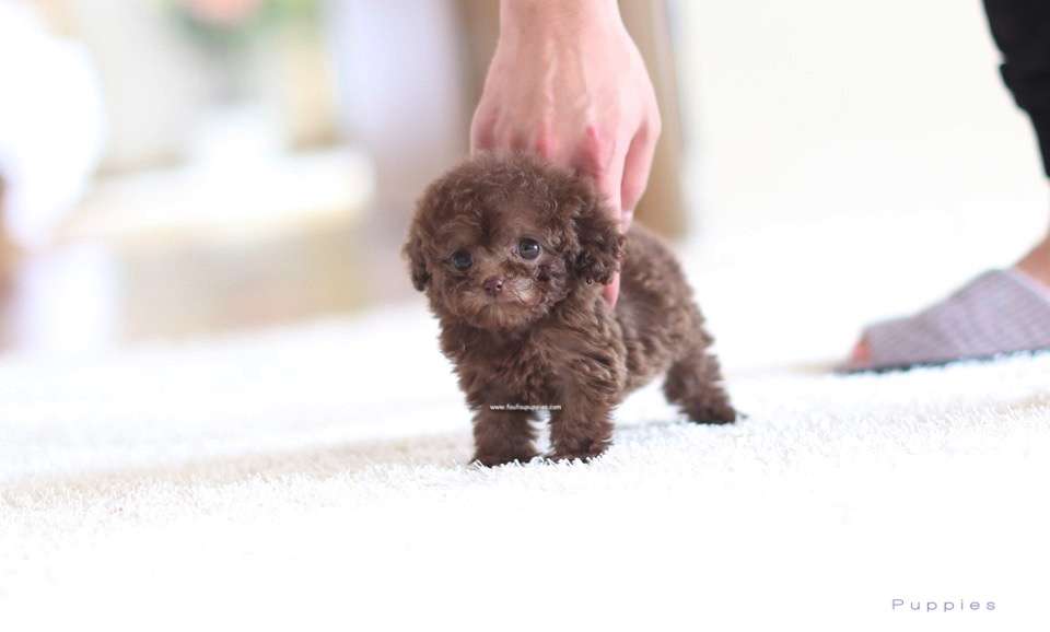 Godiva - Poodle F.