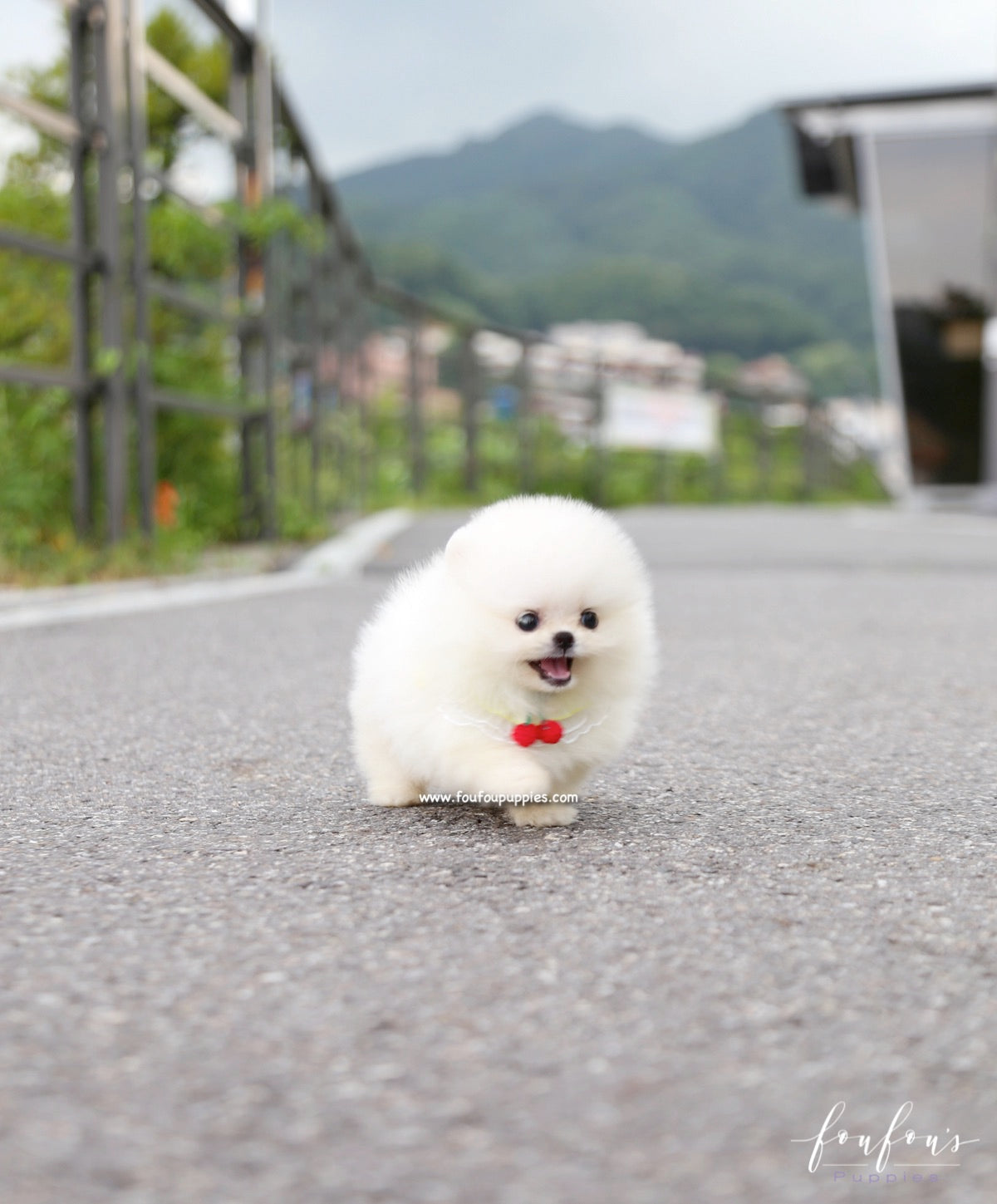Taz - Pomeranian M.