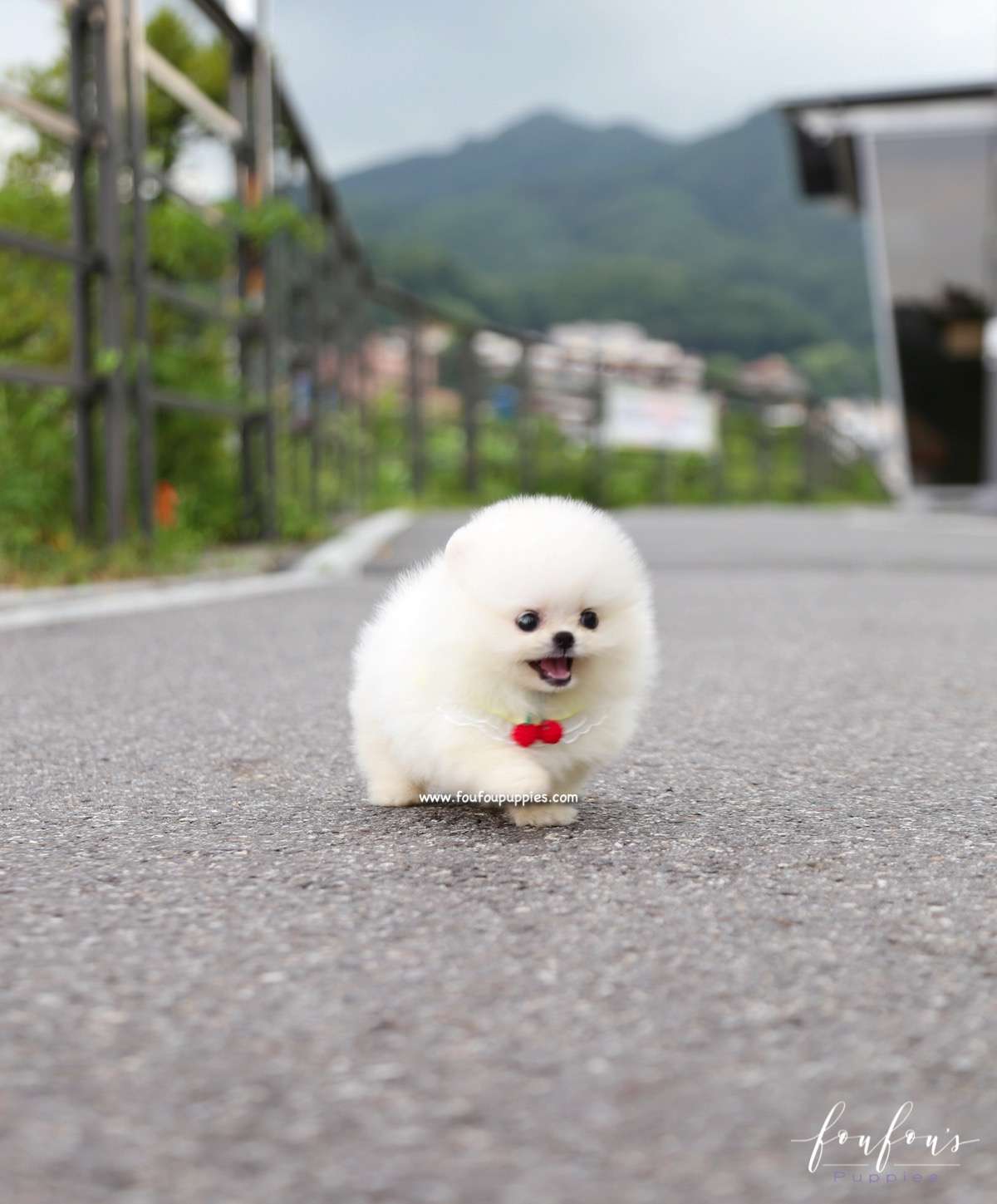 Taz - Pomeranian M.