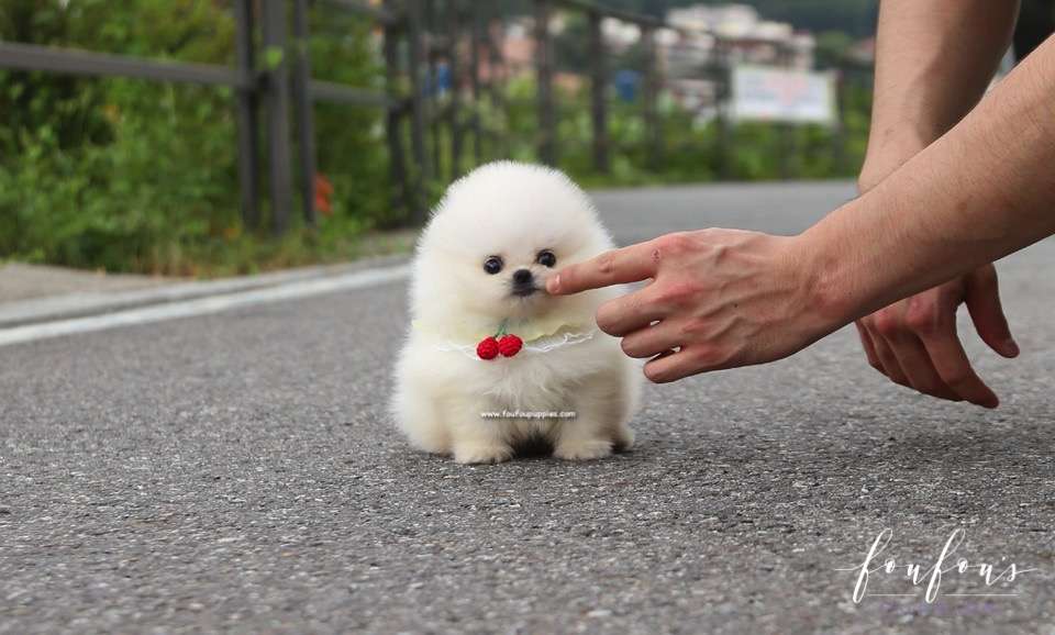 Taz - Pomeranian M.