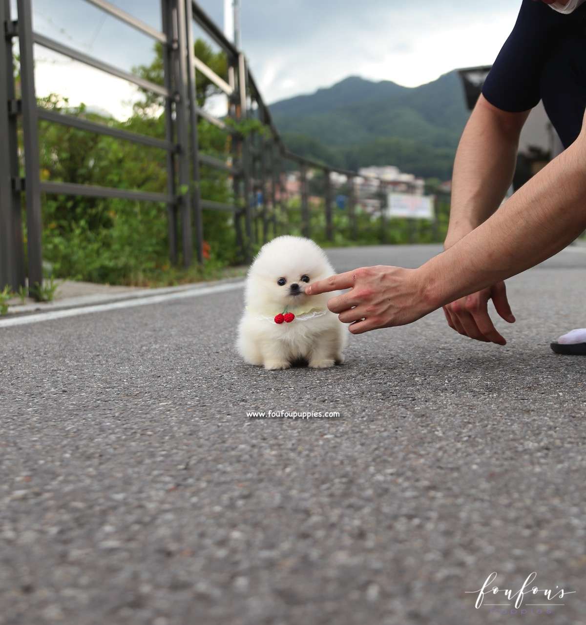 Taz - Pomeranian M.