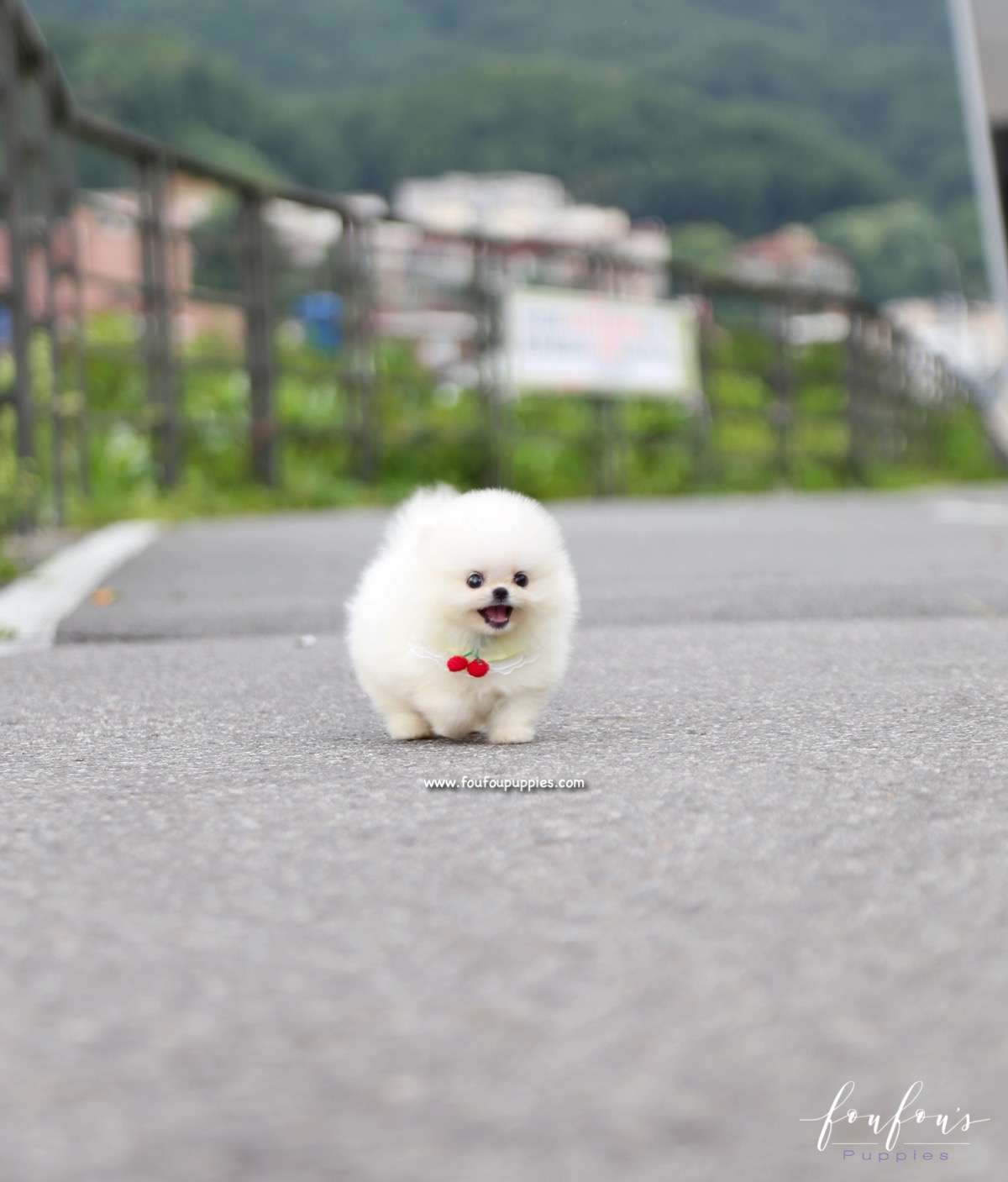Taz - Pomeranian M.