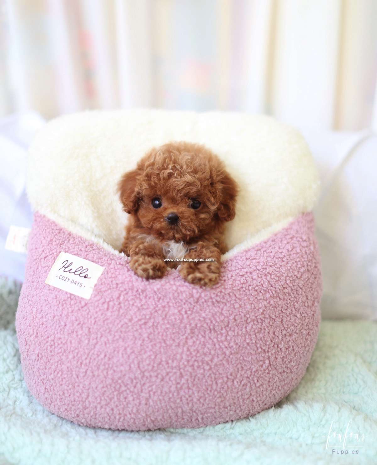 Ted - Poodle M.
