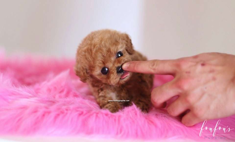 Pluto - Poodle M.