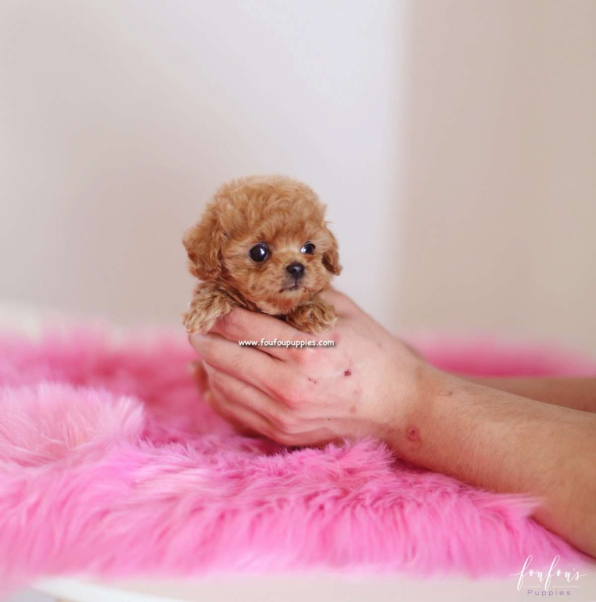Pluto - Poodle M.