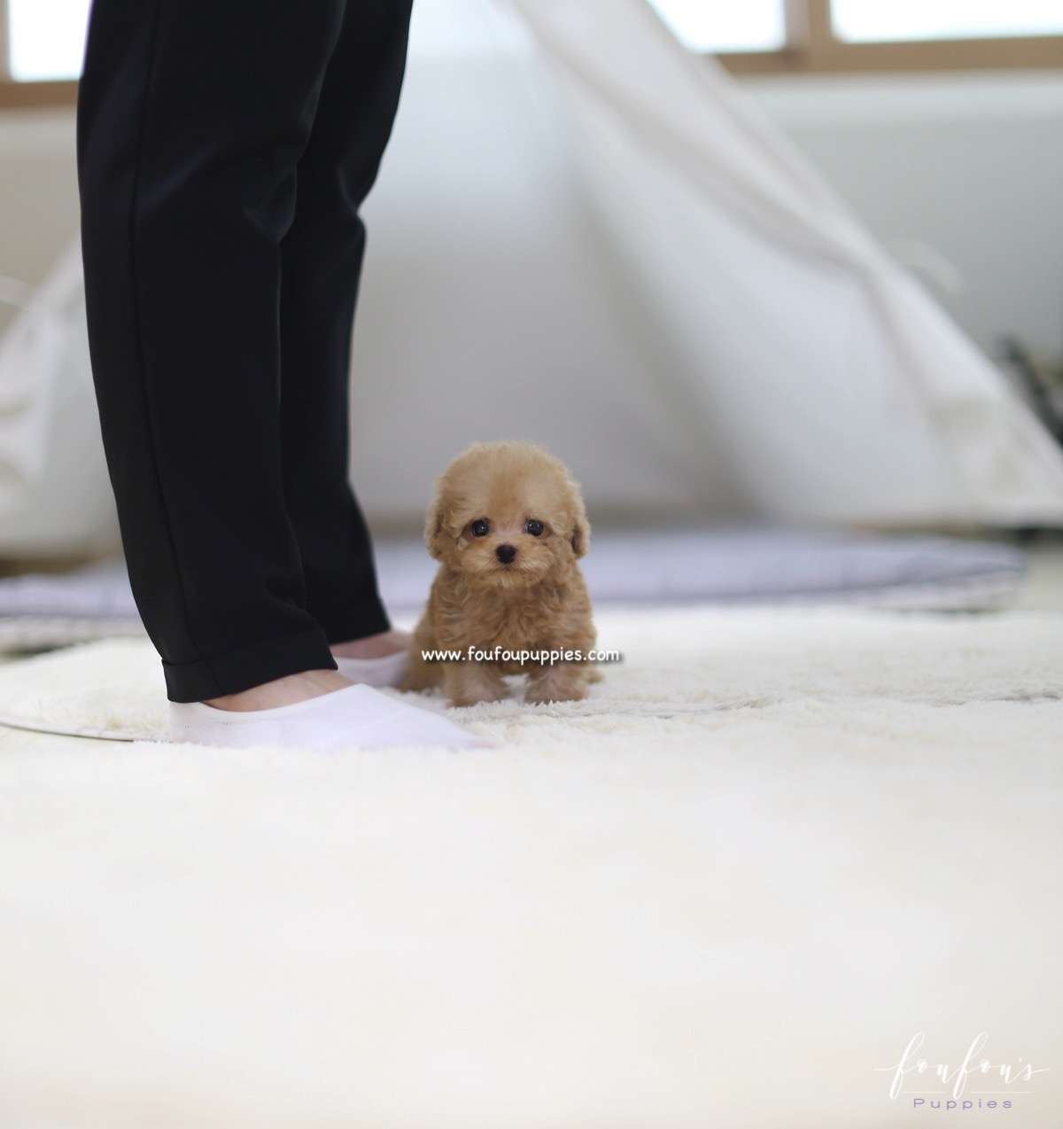 Tiamo - Poodle M.