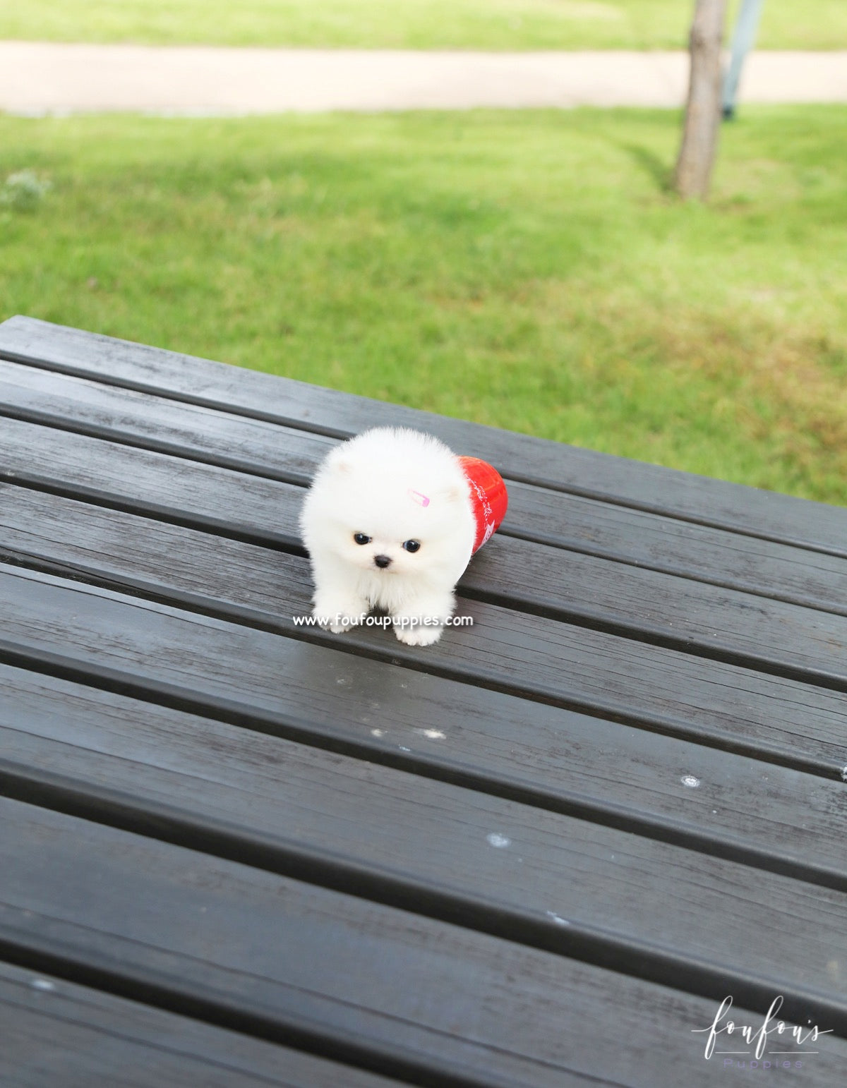 Tinkerbelle - Pomeranian F.